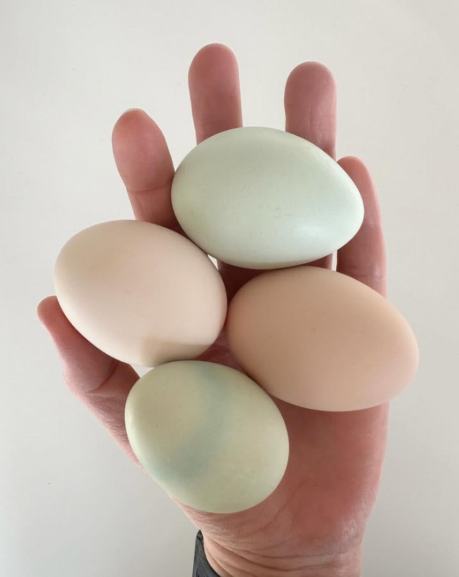 Fire fargerike egg i en hånd