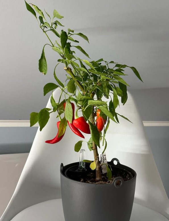 Paprika på planten i en potte