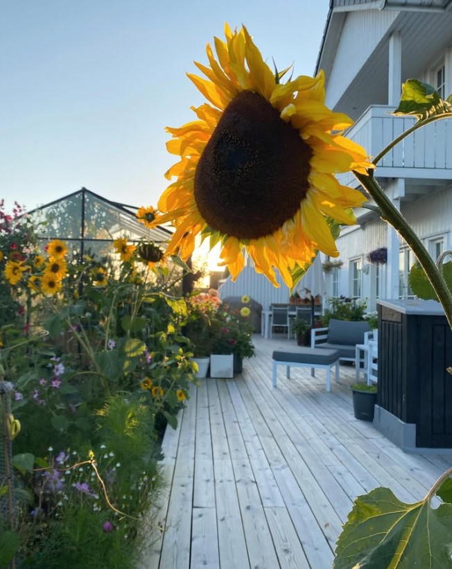 En gul solsikke i solnedgang